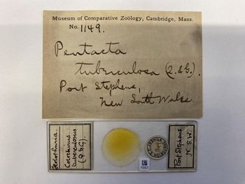 Media type: image;   Invertebrate Zoology HOL-1149 Description: Photograph of microscope slide and handwritten label.;  Aspect: slide